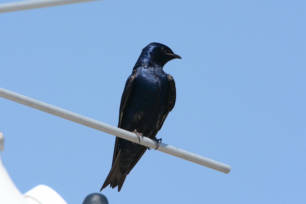 Swallow, Purple Martin, 2015-05075405 Parker River NWR, MA.JPG - Purple Martin. Parker River National Wildlife Refuge, MA, 5-7-2015